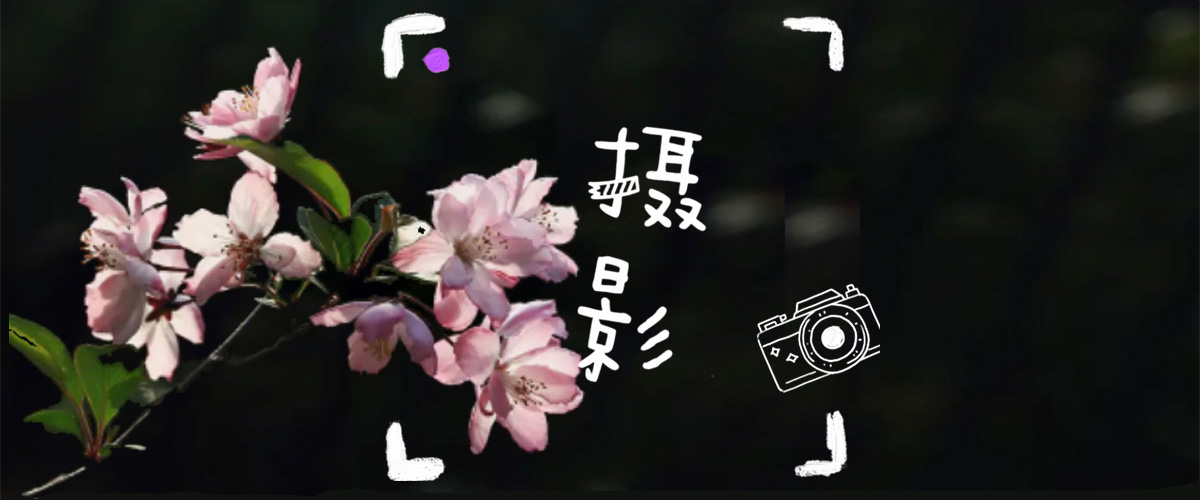 摄影banner